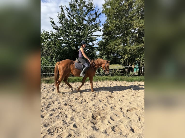 Irish Sport Horse Mare 5 years 15,2 hh Chestnut-Red in Schellerten