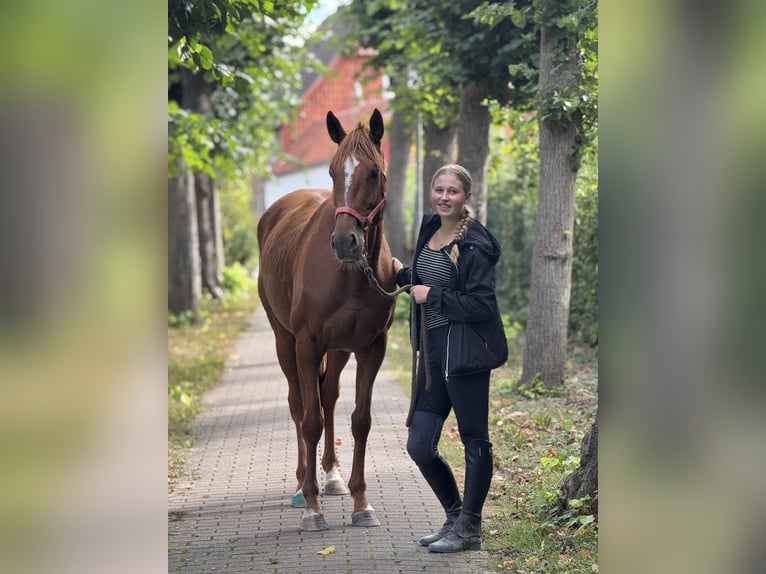 Irish Sport Horse Mare 5 years 15,2 hh Chestnut-Red in Schellerten