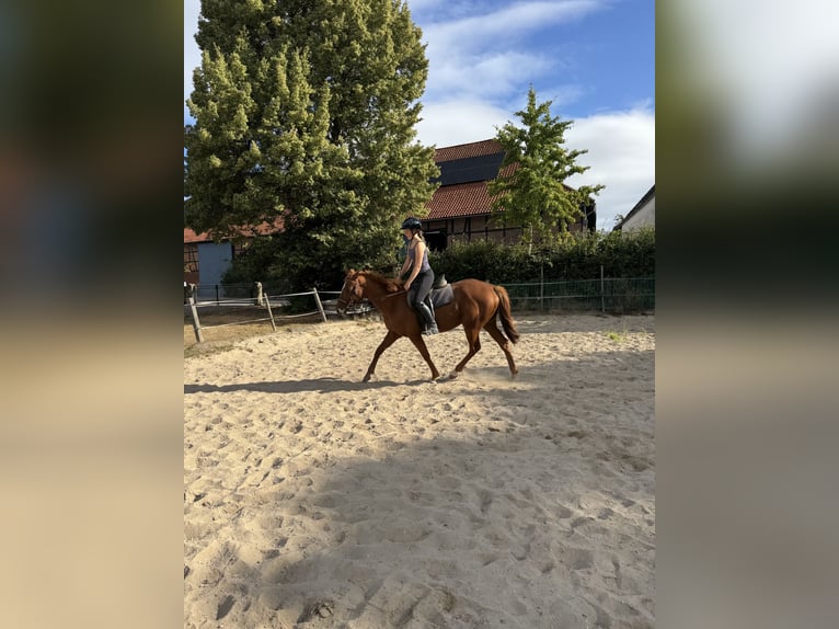 Irish Sport Horse Mare 5 years 15,2 hh Chestnut-Red in Schellerten