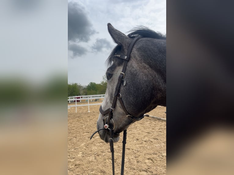 Irish Sport Horse Mare 5 years 15,2 hh Gray-Dapple in Lohfelden