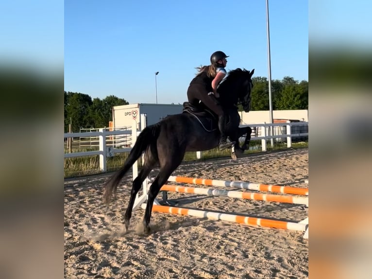 Irish Sport Horse Mare 5 years 15,2 hh Gray-Dapple in Lohfelden