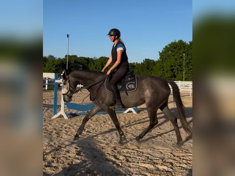 Irish Sport Horse Mare 5 years 15,2 hh Gray-Dapple in Lohfelden