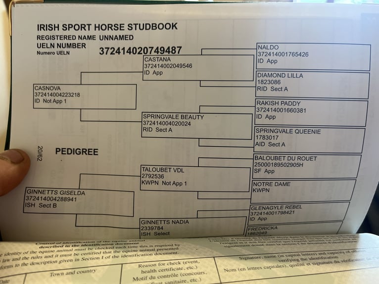 Irish Sport Horse Mare 5 years 15,2 hh Grey-Dapple in Sligo