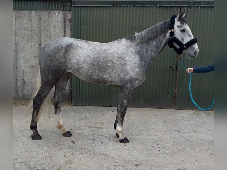 Irish Sport Horse Mare 5 years 15,2 hh Grey-Dapple in Sligo