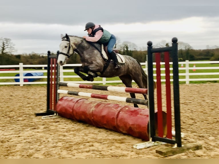 Irish Sport Horse Mare 5 years 15,2 hh Grey-Dapple in Mountrath