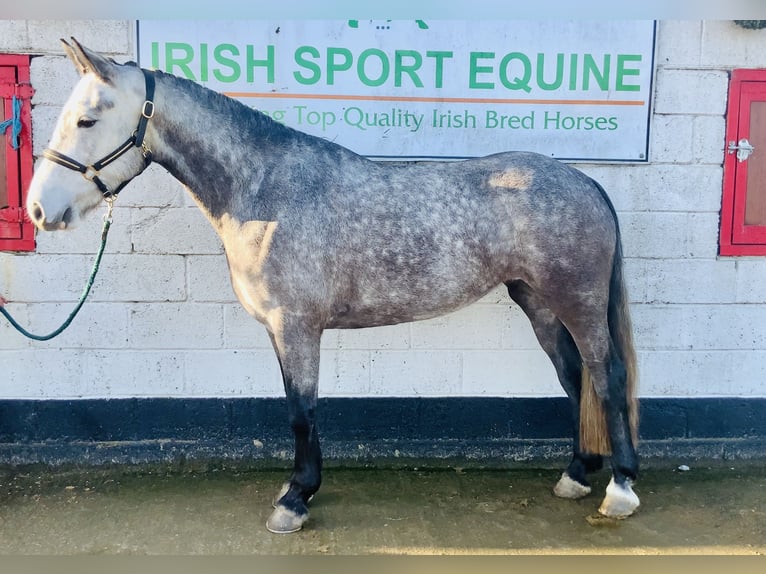 Irish Sport Horse Mare 5 years 15,2 hh Grey-Dapple in Mountrath