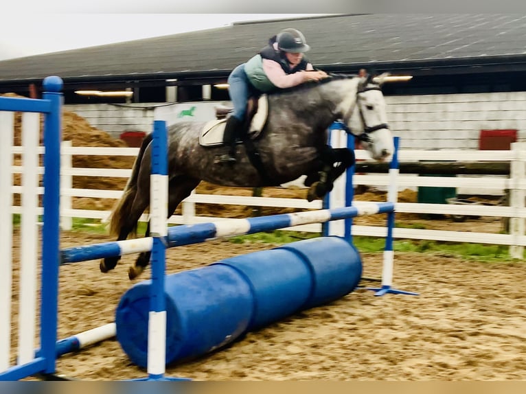 Irish Sport Horse Mare 5 years 15,2 hh Grey-Dapple in Mountrath