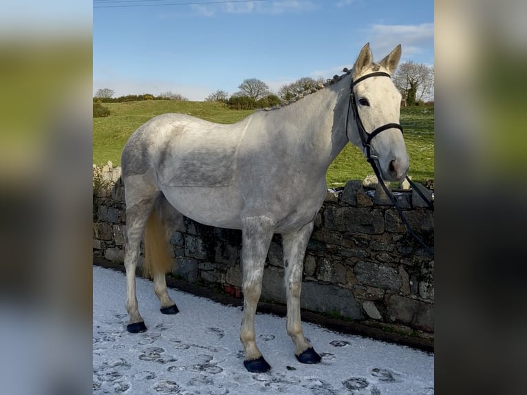 Irish Sport Horse Mare 5 years 15,2 hh Grey in Down