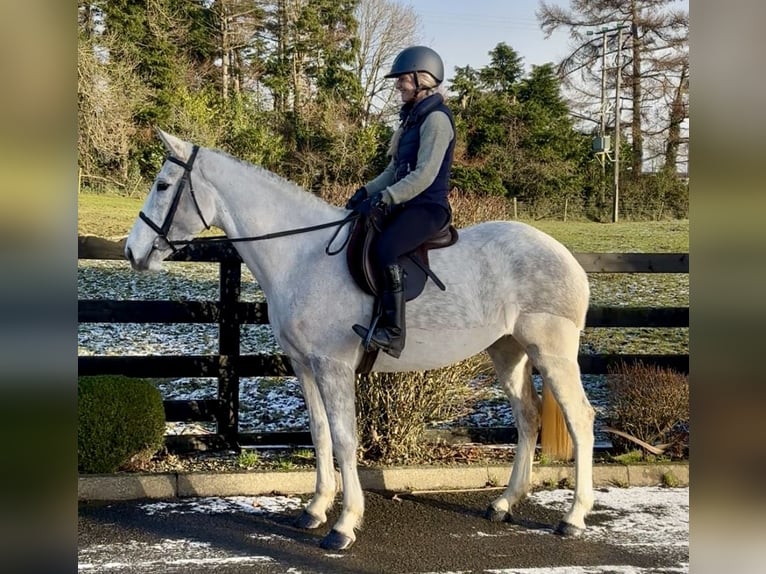 Irish Sport Horse Mare 5 years 15,2 hh Grey in Down