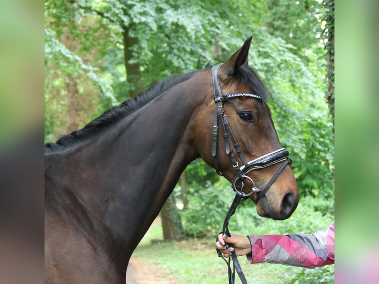 Irish Sport Horse Mare 5 years 15,2 hh Smoky-Black in Wachtendonk
