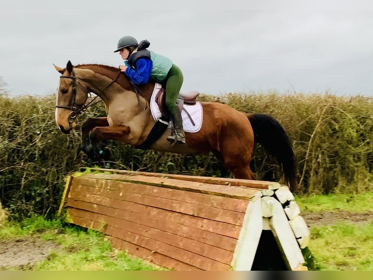 Irish Sport Horse Mare 5 years 15,3 hh Brown in Mountrath