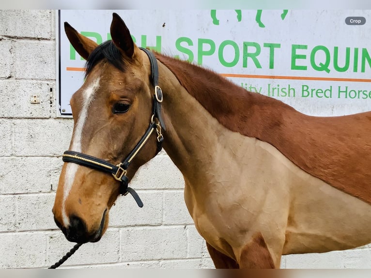 Irish Sport Horse Mare 5 years 15,3 hh Brown in Mountrath