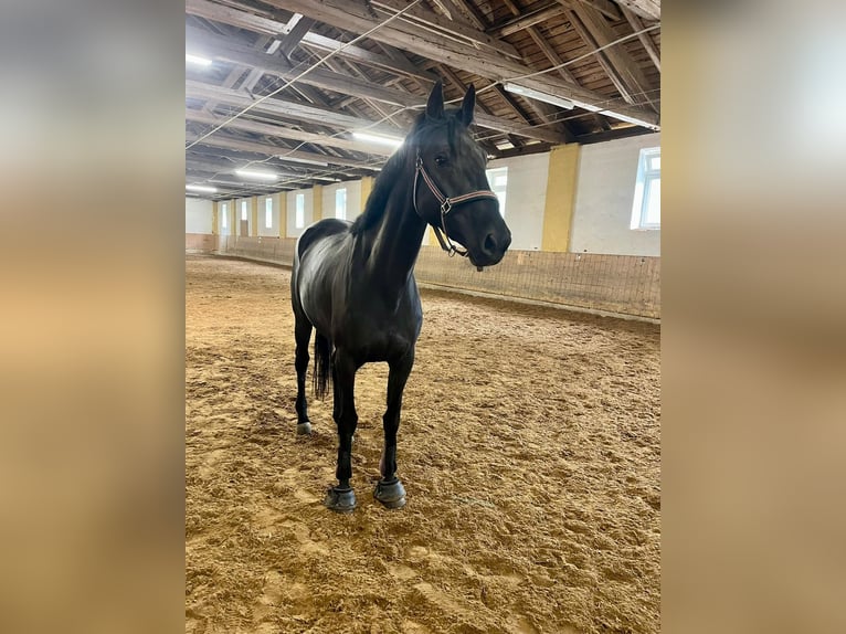 Irish Sport Horse Mare 5 years 16.1 hh Black in Stadl-Paura