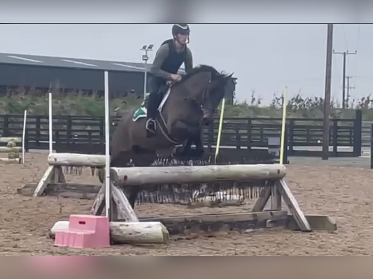 Irish Sport Horse Mare 5 years 16,1 hh Brown in Coolrain