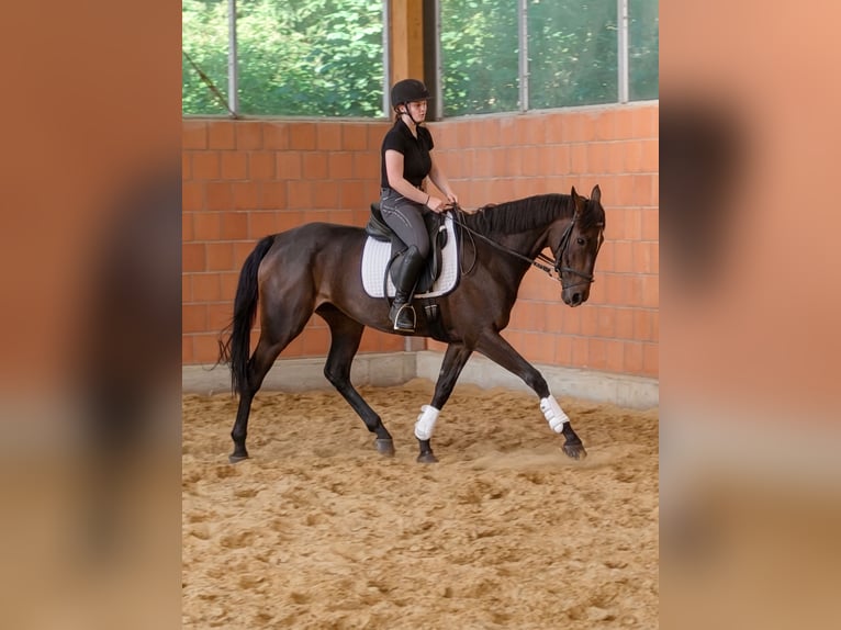 Irish Sport Horse Mare 5 years 16.1 hh Brown in Lage