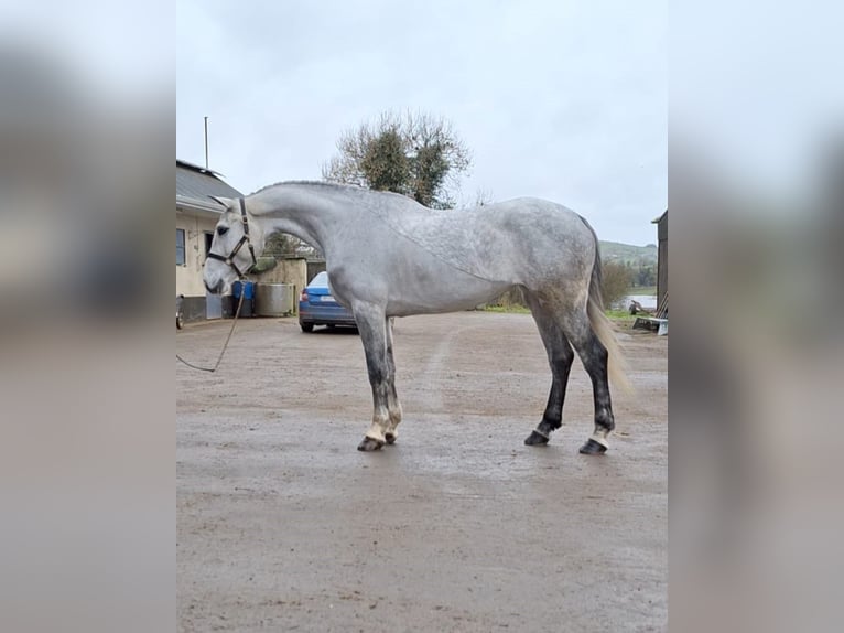 Irish Sport Horse Mare 5 years 16,2 hh Gray in aughnacliffe