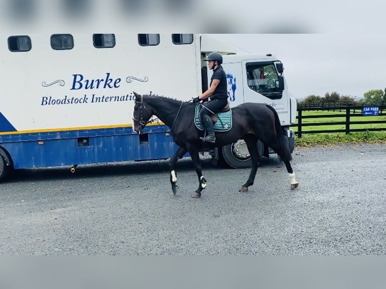 Irish Sport Horse Mare 5 years 16 hh Black in Sligo