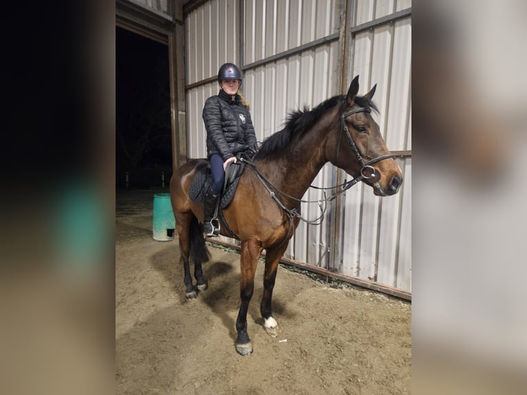Irish Sport Horse Mare 5 years 16 hh Brown in NeuchingNeuching