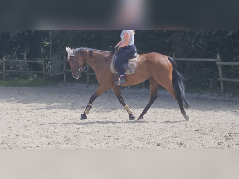 Irish Sport Horse Mare 5 years 16 hh Brown in Wachtendonk