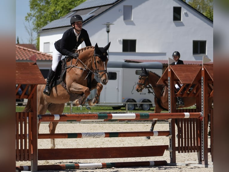 Irish Sport Horse Mare 5 years 16 hh Chestnut-Red in Ingolstadt