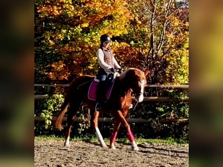 Irish Sport Horse Mare 5 years 16 hh Chestnut-Red in Gummern