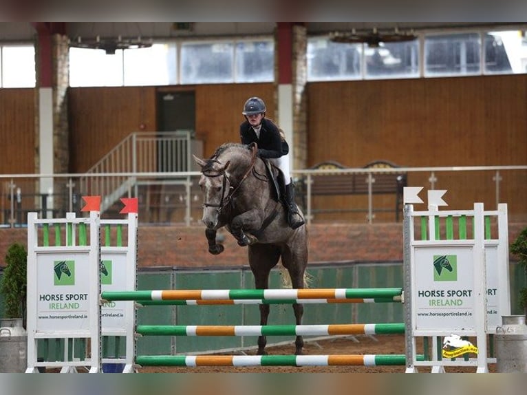 Irish Sport Horse Mare 5 years 16 hh Grey in Belmont