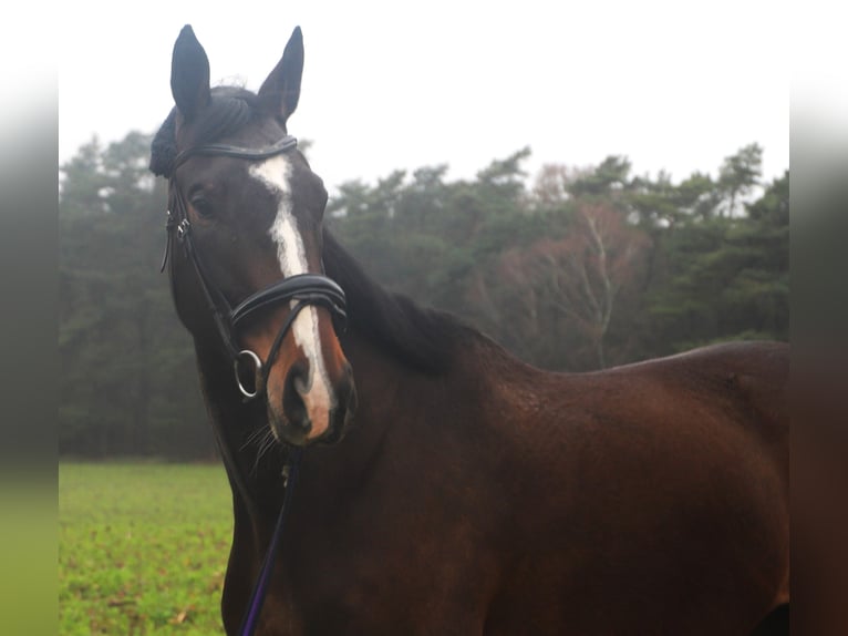 Irish Sport Horse Mix Mare 5 years 16,1 hh Bay-Dark in Uelsen