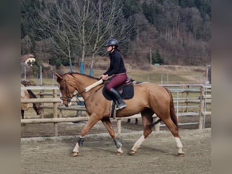 Irish Sport Horse Mare 5 years 16,1 hh Chestnut-Red in Gummern
