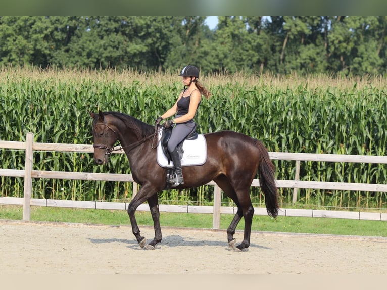 Irish Sport Horse Mare 5 years 16,2 hh Brown in Bogaarden