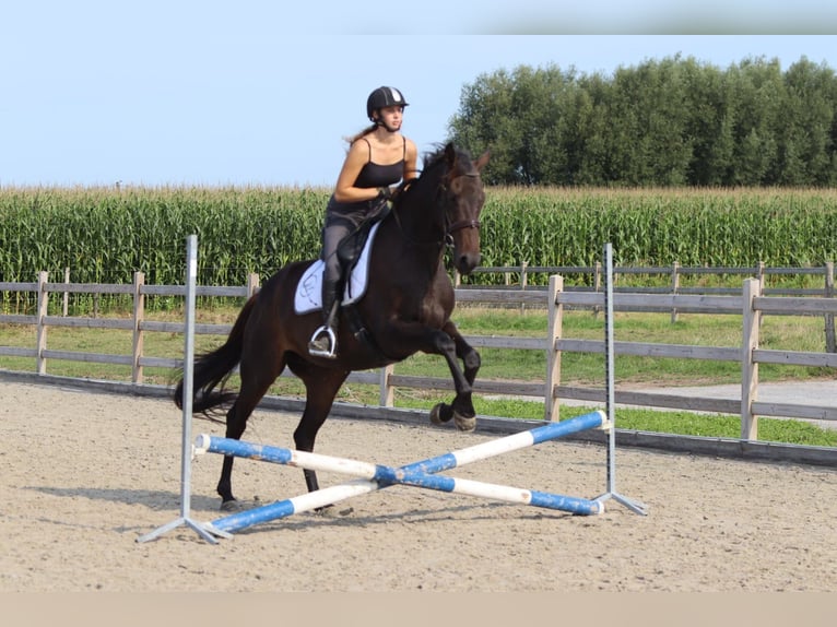 Irish Sport Horse Mare 5 years 16,2 hh Brown in Bogaarden