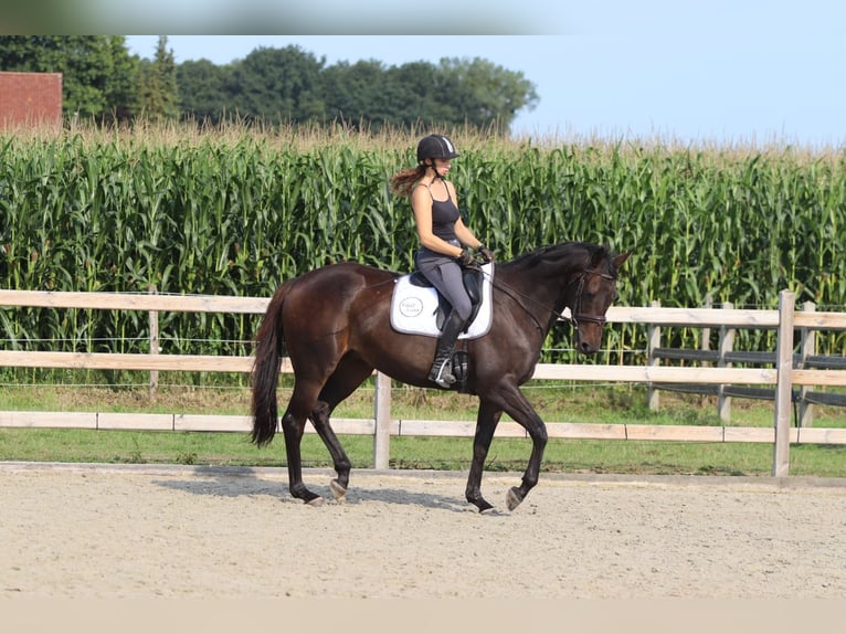 Irish Sport Horse Mare 5 years 16,2 hh Brown in Bogaarden