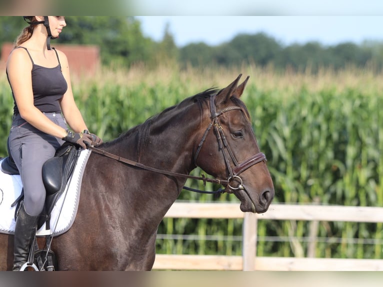 Irish Sport Horse Mare 5 years 16,2 hh Brown in Bogaarden
