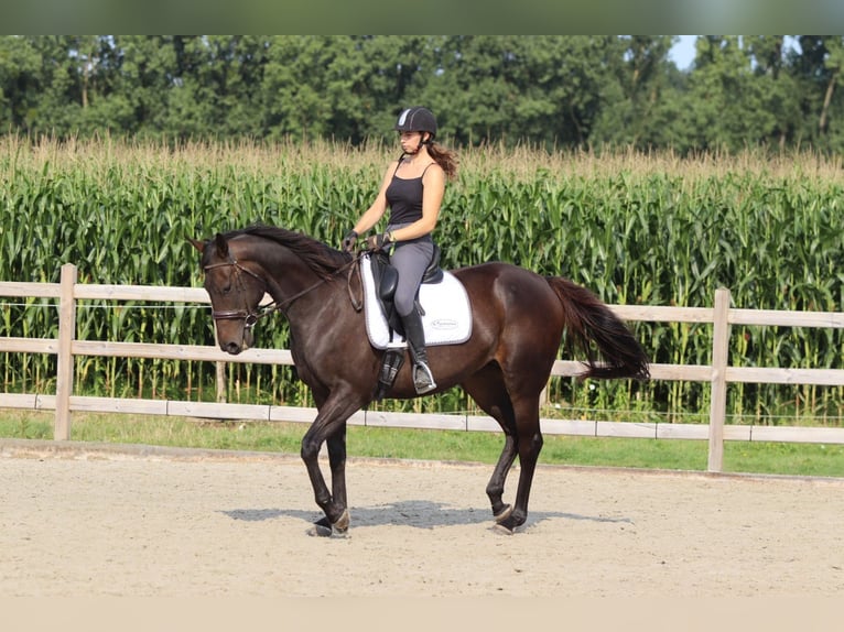 Irish Sport Horse Mare 5 years 16,2 hh Brown in Bogaarden