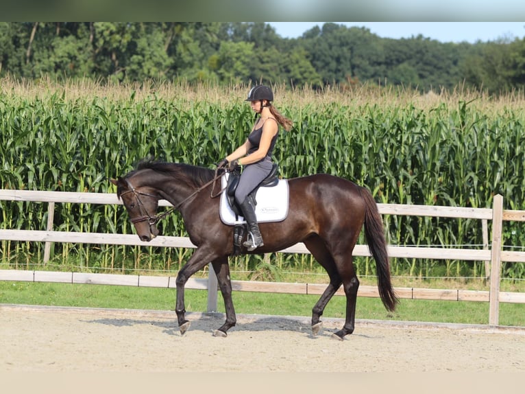 Irish Sport Horse Mare 5 years 16,2 hh Brown in Bogaarden