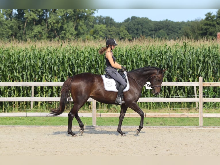 Irish Sport Horse Mare 5 years 16,2 hh Brown in Bogaarden