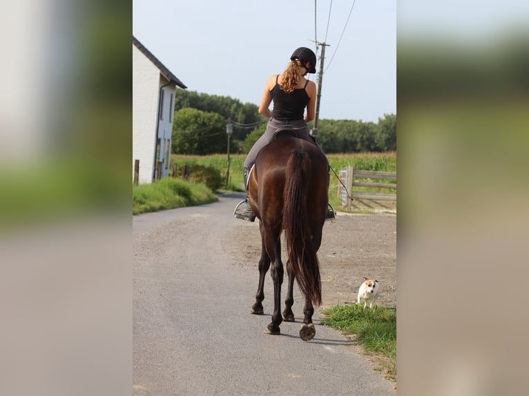 Irish Sport Horse Mare 5 years 16,2 hh Brown in Bogaarden