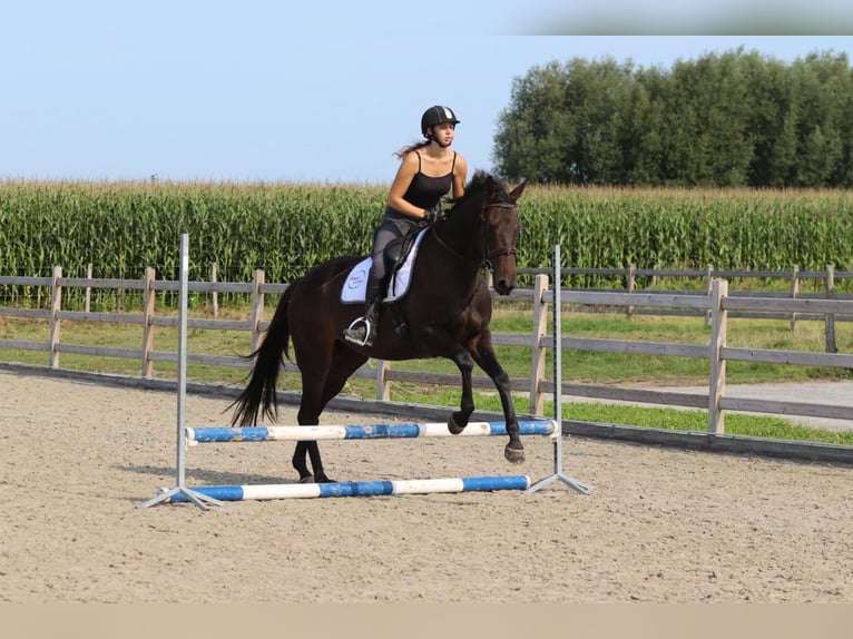 Irish Sport Horse Mare 5 years 16,2 hh Brown in Bogaarden