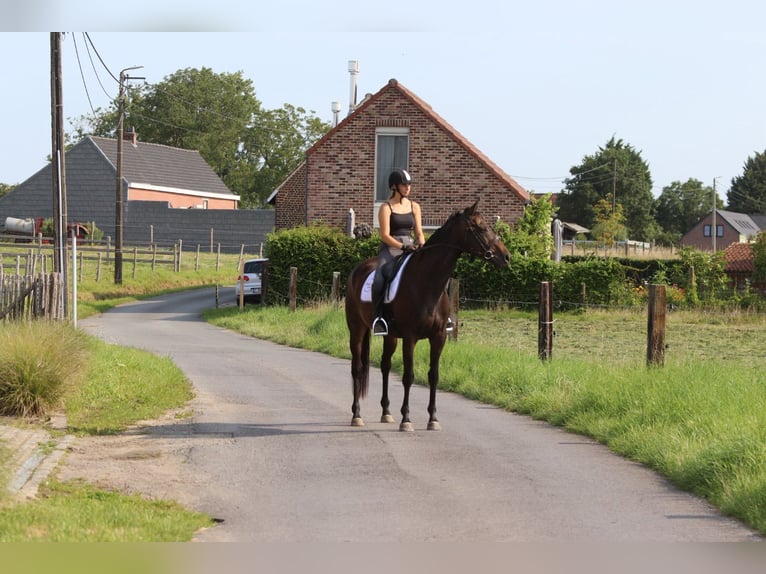 Irish Sport Horse Mare 5 years 16,2 hh Brown in Bogaarden