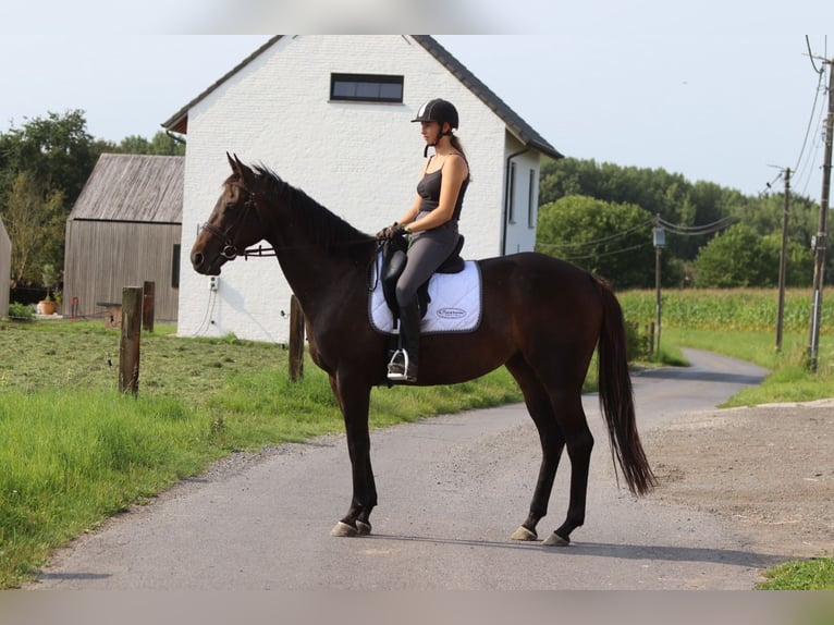 Irish Sport Horse Mare 5 years 16,2 hh Brown in Bogaarden