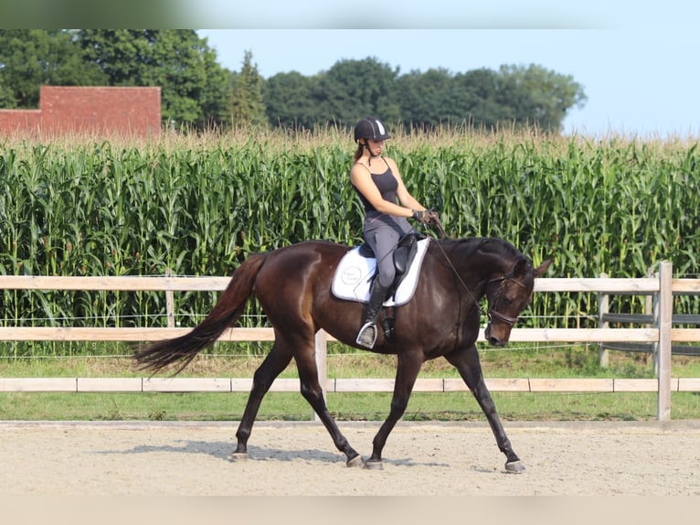 Irish Sport Horse Mare 5 years 16,2 hh Brown in Bogaarden