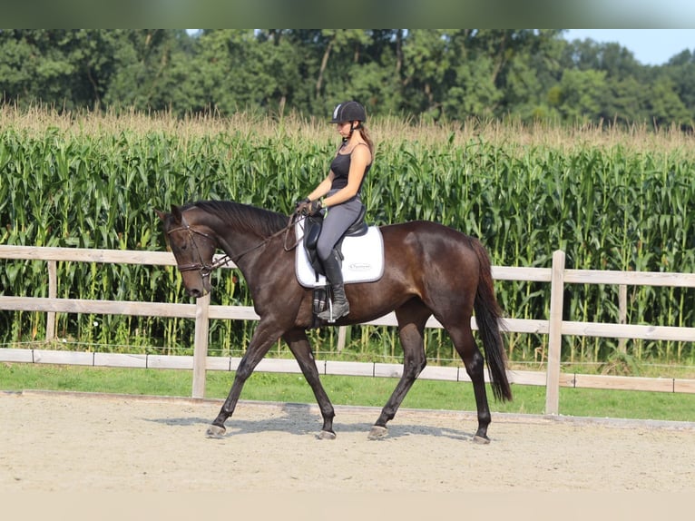 Irish Sport Horse Mare 5 years 16,2 hh Brown in Bogaarden