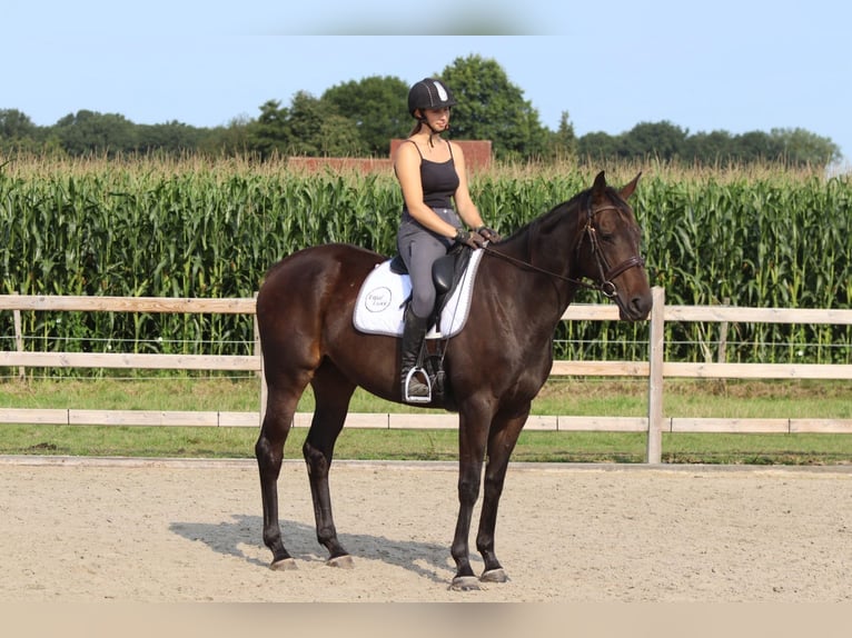 Irish Sport Horse Mare 5 years 16,2 hh Brown in Bogaarden