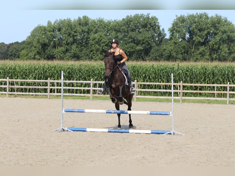Irish Sport Horse Mare 5 years 16,2 hh Brown in Bogaarden