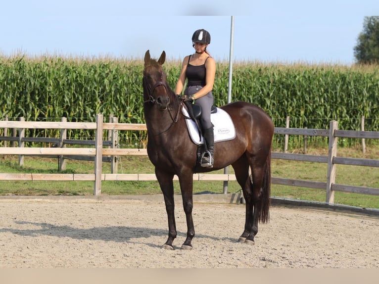 Irish Sport Horse Mare 5 years 16,2 hh Brown in Bogaarden