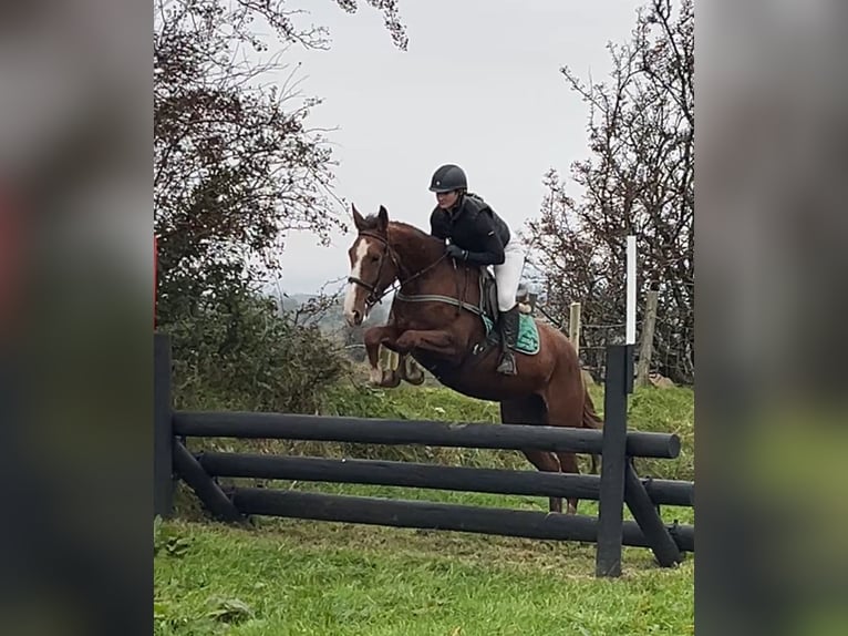 Irish Sport Horse Mare 5 years 16,2 hh Chestnut in Gummern