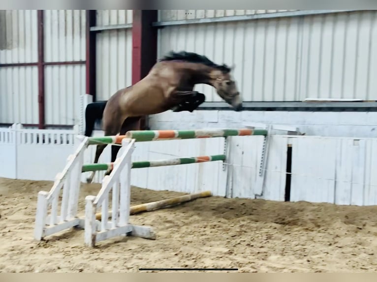Irish Sport Horse Mare 5 years Buckskin in Ardlea