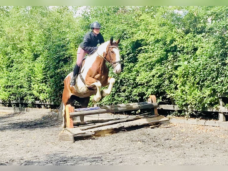 Irish Sport Horse Mare 5 years Pinto in Mountrath