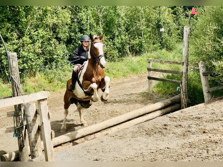 Irish Sport Horse Mare 5 years Pinto in Mountrath