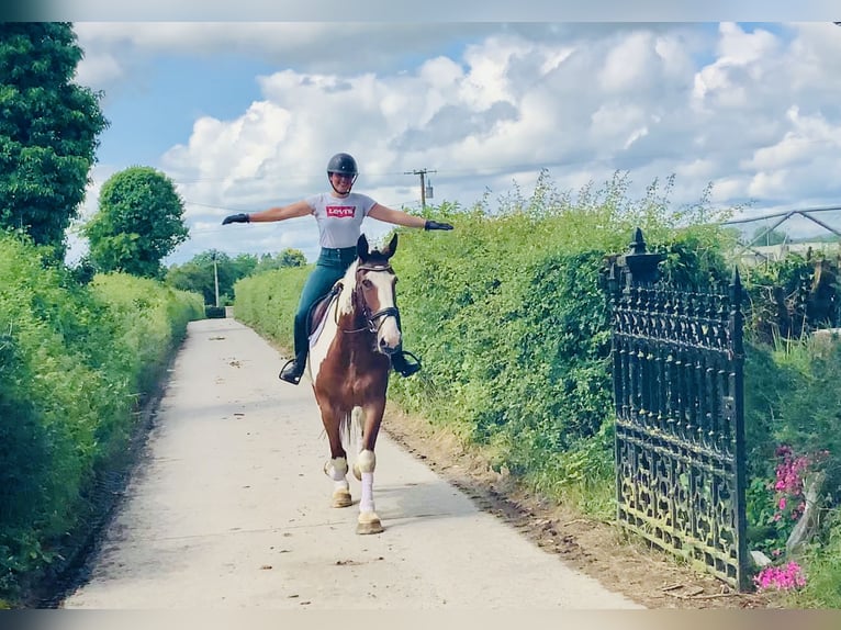 Irish Sport Horse Mare 5 years Pinto in Mountrath