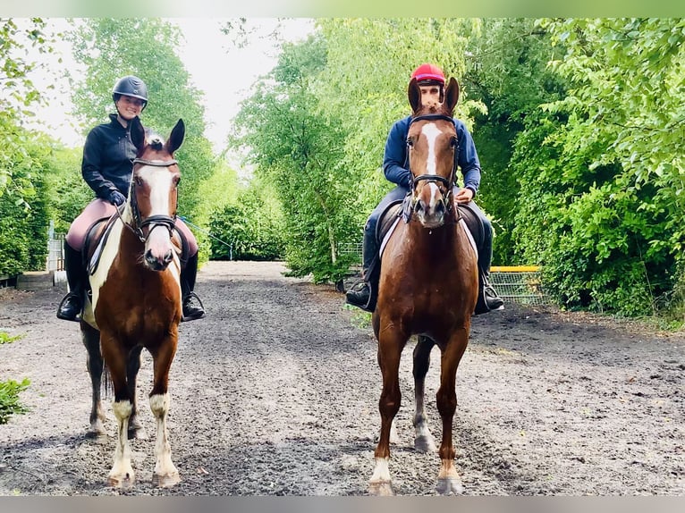 Irish Sport Horse Mare 5 years Pinto in Mountrath